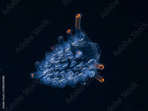 Transparent colonial pyrosome drifting in open ocean during blackwater dive