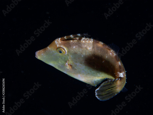 фотографія Juvenile filefish swimming at night during blackwater dive in Anilao Philippines