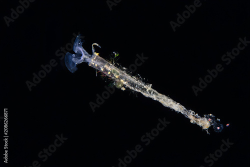 Obraz na plátně Transparent Creseis virgula sea butterfly drifting in blackwater at night