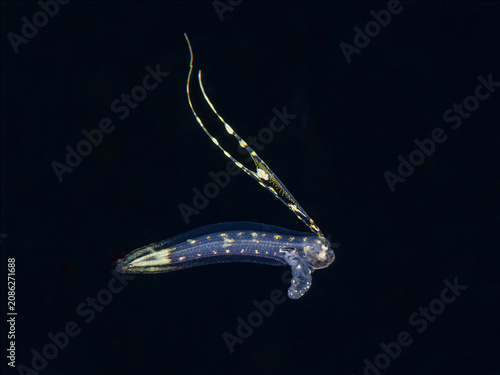 фотографія Juvenile tonguefish larva drifting during blackwater dive in Anilao Philippines