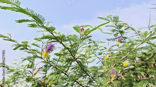 Shami plant flower scientific name Prosopis cineraria closeup leaves and flower selective focus on natural background.