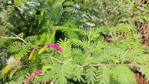 Shami plant flower scientific name Prosopis cineraria closeup leaves and flower selective focus on natural background.