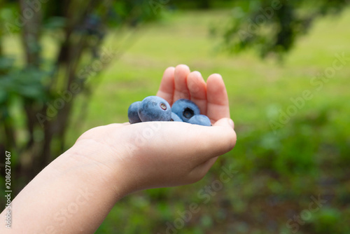 片手いっぱいにブルーベリーを収穫した子供の手の写真