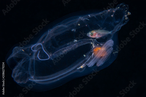 Quadro su tela Small fish sheltering inside a solitary pelagic tunicate at night in Anilao