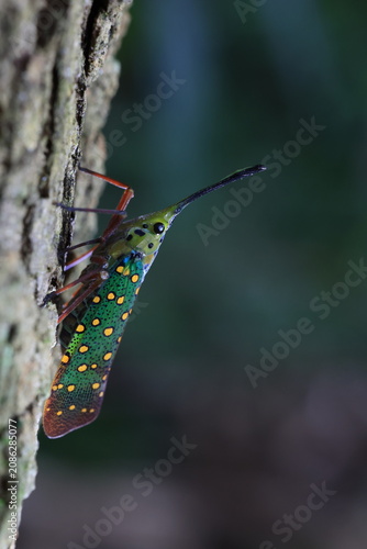 Dwarf Lanternfly (Saiva gemmata),a colorful features a body boldly marked in green,yellow, and black.It has a prominent slender and curved stalk extending.
Khao yai national park,Thailand 