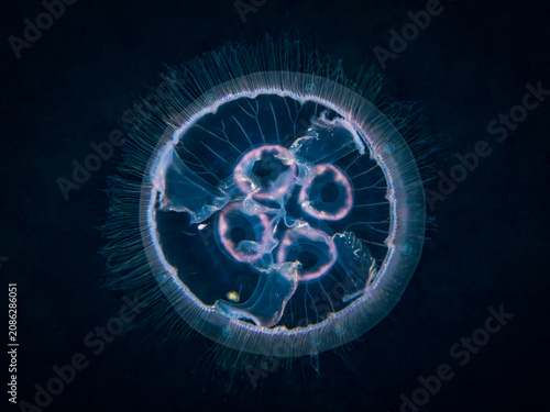 Photography Translucent moon jellyfish illuminated during blackwater dive in Anilao Philippi