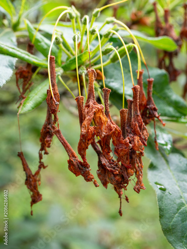 Foto Close-up of faded rhododendron flowers hanging after blooming, with fresh green seed pods and leaves
