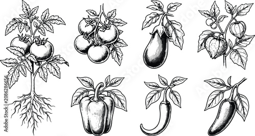 Vintage engraved garden vegetables collection featuring tomato eggplant pepper chili and physalis botanical illustrations