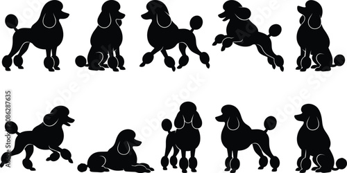 Foto Poodle dog silhouettes collection in elegant poses and show grooming