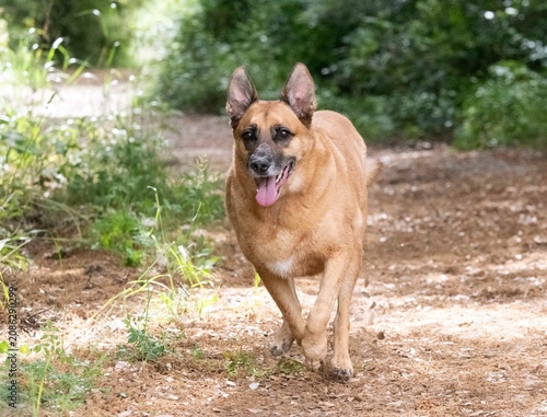 Tableau sur toile belgian shepherd in nature