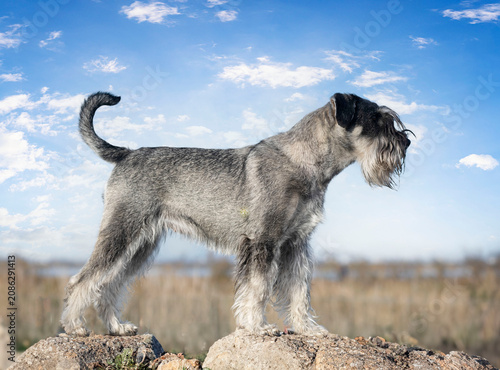 Canvastavla Standard Schnauzer in nature