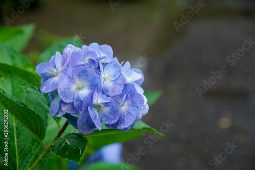 旧三井家下鴨別邸の紫陽花