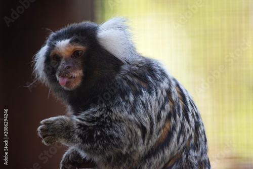Bild auf Leinwand the marmoset is sticking out its tongue