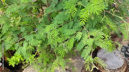 Shami plant flower scientific name Prosopis cineraria closeup leaves and flower selective focus on natural background.