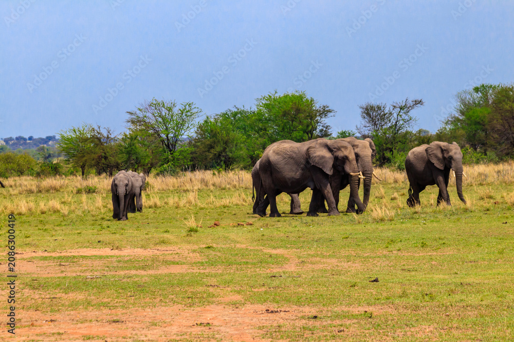 Fototapeta premium Herd of african elephants in savanna in Serengeti National park in Tanzania