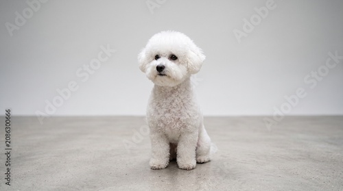 Portrait of an Adorable Small White Bichon Frise Dog Sitting Calmly on a Minimalist Gray Concrete Floor in a Bright Studio Environment
