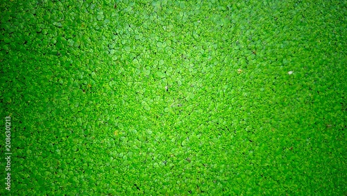 Vászonkép Vibrant green duckweed aquatic plants floating on a pond surface creating a dens