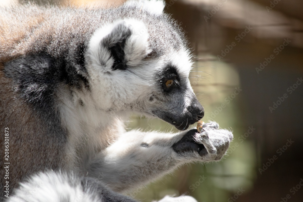 Fototapeta premium the ring tailed lemur is eating fruit