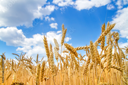 Golden wheat field against blue sky with clouds. Agriculture and farming concept. Harvesting season and organic food production.