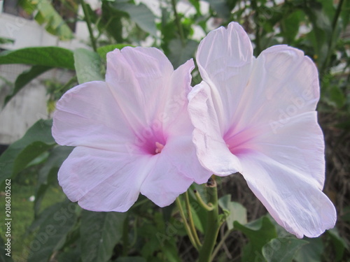 Two light pink morning glory flowers are growing outside amongst vibrant green foliage