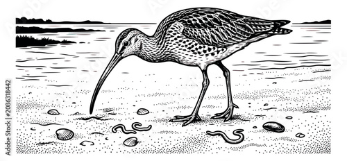 Foto Vintage woodcut snipe bird illustration, antique style shorebird feeding on beac