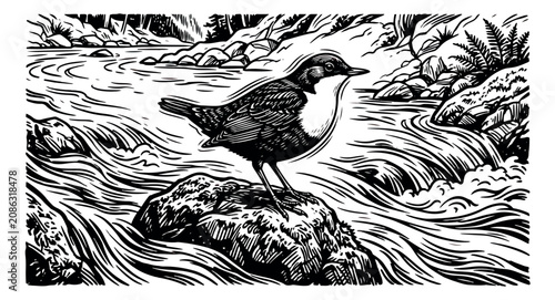 Cuadro en lienzo Vintage linocut bird illustration, woodcut style dipper bird on river rock, blac