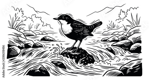 Fotografía Vintage woodcut dipper bird illustration, black and white linocut of songbird on