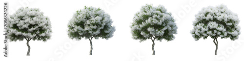 Four isolated white blooming fringe trees with twisted trunks on black