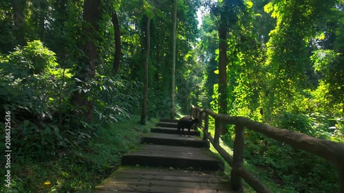wooden boardwalk winds through lush tropical rainforest inviting peaceful exploration, scenic jungle trail leads into untouched forest filled with natural beauty and quiet escape 4k