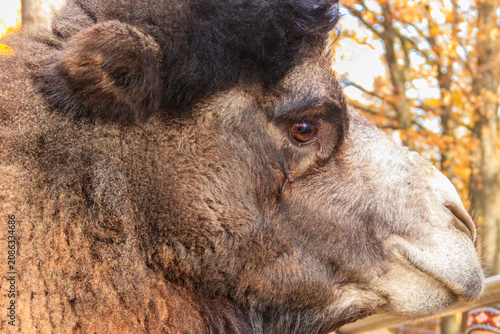 Fotografie Large brown humped camel on a paddock farm