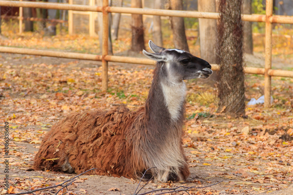 Fototapeta premium The guanaco (Lama guanicoe) lies in autumn fallen leaves