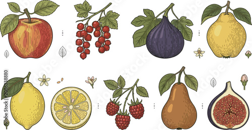 Canvastavla Antique Botanical Fruit Engraving Set with Vintage Orchard Produce, Hand Illustr
