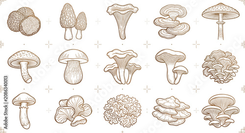 Canvastavla Antique Mycological Illustration Set Featuring Woodland Fungi Engravings, Scient
