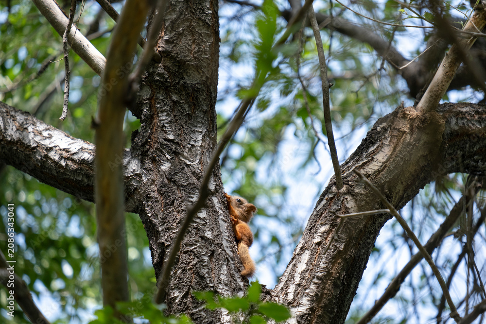 Fototapeta premium A cute young baby squirrel exploring outside its nest for the first time, climbing down a textured tree trunk in a summer park surrounded by green leaves and bright sunlit branches.