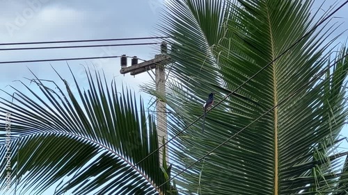 Wild Bird Perched on Power Line Among Tropical Palm Trees in Natural Outdoor Setting 4K