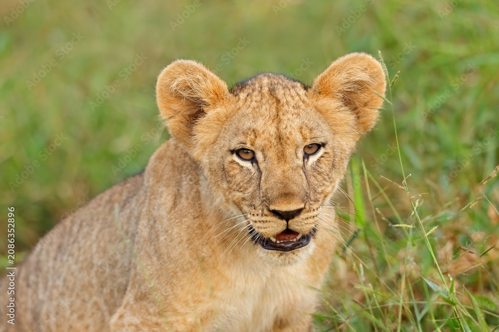 Fototapeta premium Portrait of a mall African lion cub (Panthera leo) in natural habitat, South Africa