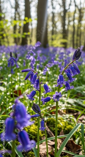 Close-up of Bluebells in a Sunlit Forest.