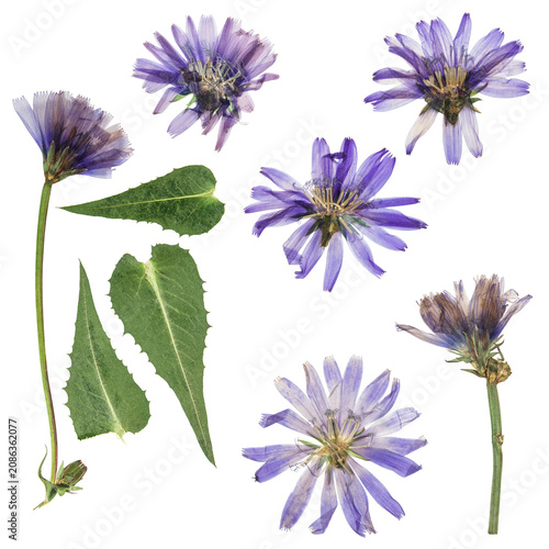 Herbarium. Set of pressed ipomoea flowers. Digital herbarium, scrapbooking. Ipomoea flowers, isolated on white.