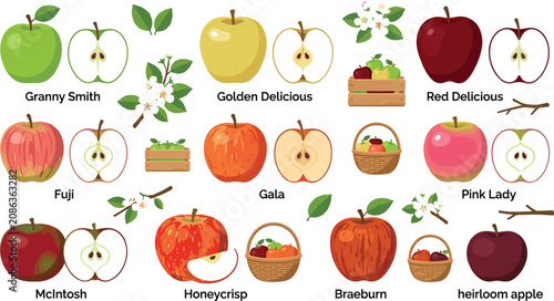 Different apple varieties infographic element set with whole cut slices baskets and type text vector