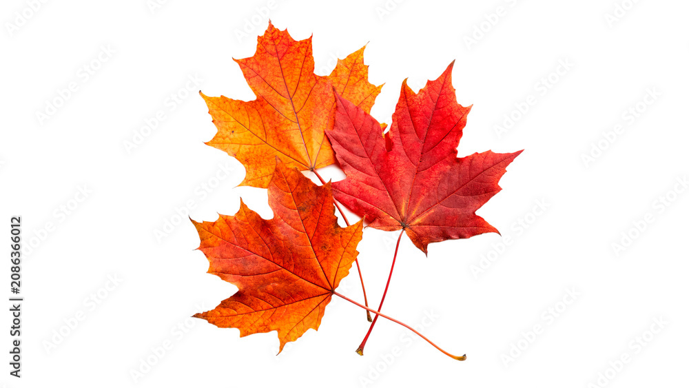 Fototapeta premium Bunch of vibrant orange and red autumn maple leaves gathered together isolated on transparent background cut out