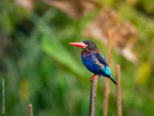 Photography Javan Kingfisher (Halcyon cyanoventris), an endemic kingfisher of Java and Bali, perched on a reed with a soft green background in its natural habitat