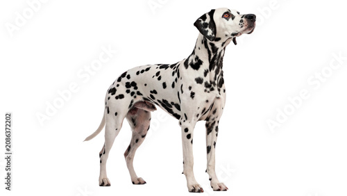 Photos Cute domestic spotted dalmatian dog pet standing isolated on a transparent backg