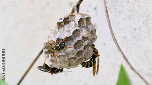 フタモンアシナガバチの営巣　‐Polistes chinensis‐	