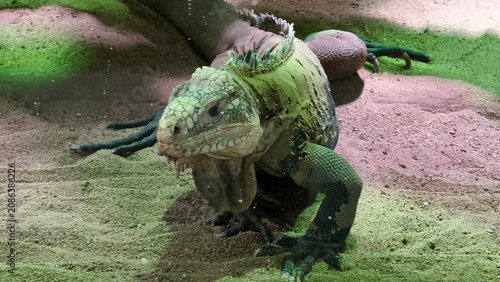 Quadro su tela Rhinoceros Iguana (Cyclura cornuta) in the zoo terrarium