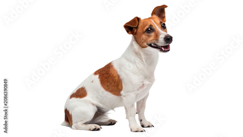 Photos Cute small jack russell terrier puppy dog sitting in profile isolated on transpa