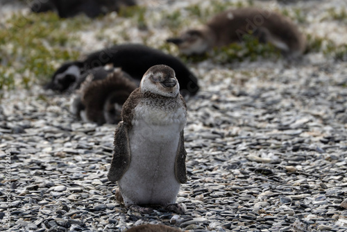 Penguins resting on Martillo Island in Argentina, Spheniscus magellanicus