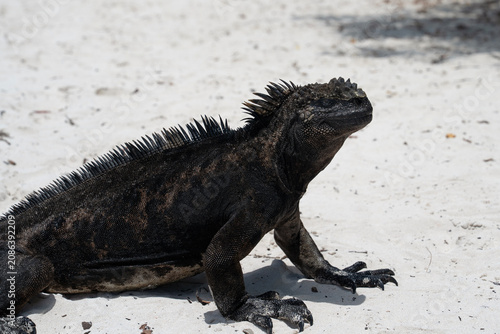 Marine iguana on sandy beach in Galapagos, Amblyrhynchus cristatus