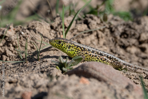 Sand lizard, portrait of Lacerta agilis