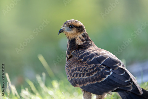 Snail kite, bird of prey portrait, Rostrhamus sociabilis in Argentina
