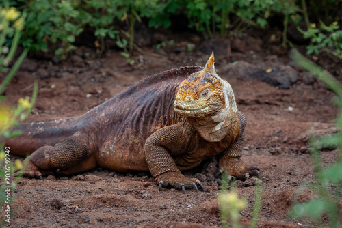 Galapagos land iguana, a very large lizard, Conolophus subcristatus in North Seymour island